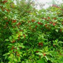 세용 농장 이미지