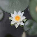 수련산방 이미지