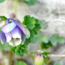 아지랭이 이미지