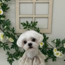 플로이몽 이미지