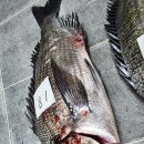 신안홍어 이미지