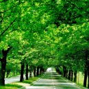 청주가로수길 이미지