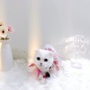 코코멍냥 이미지