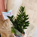 신월동177 이미지