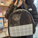 김해 해피몽 김해강아지분양 고양이분양 이미지