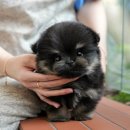 울산 강아지분양 미유펫 이미지