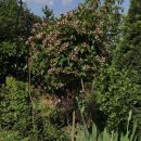 나무향기 이미지