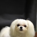 쪼쪼 이미지