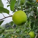 증산농장 이미지