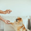 디디에퍼피 이미지