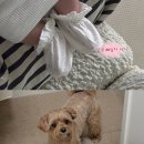 이보라소아청소년과의원 | [이보라소아청소년과의원]의정부 1차영유아검진 병원 bcg피내용 접종 후기