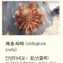 황산와송