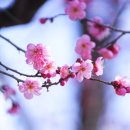 황금밥상 네이버블로그