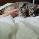 대신발