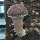 성산농장 이미지