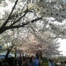 2015.04.10일 금요일 여의도 벚꽃축제 이모저모 이미지