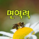 면역&족욕 티스토리