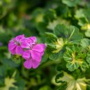 안산 식물원 이미지