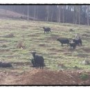 햇살 염소농장 이미지