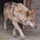 '제2의 푸바오' 된 늑구… 반복되는 동물 팬덤 현상, 왜? 이미지