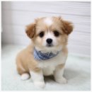 버디독 고양이분양 강아지분양 안심분양센터 인천점 이미지