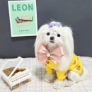 댕스토리 이미지