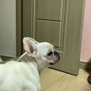도르가모텔