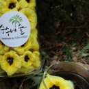 수수네숲 이미지