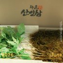 답례품 추천 산양삼선물세트 차윤산삼 장뇌삼 부모님 어르신선물