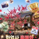 개화-꽃의 노래 | 2026 구례 화엄사 홍매화 축제 개화상황 &amp; 사진 콘테스트 총상금 1000만원 (ft. 신안 수선화)