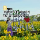 쇼노래연습장 | 충남 유채꽃명소 부여 세도 방울토마토 유채꽃축제장 우어회 별미