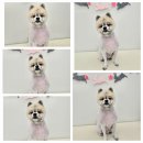 아모르 펫 살롱 이미지