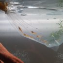 소마 새우농장 이미지