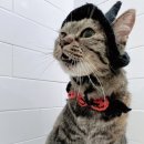 고양이 미용& 호텔 우연히, 캣 이미지