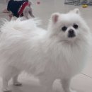 부산애견호텔 강아지유치원 맘바이 사하구점 이미지