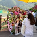 [(여행)] "꽃향기에 취해 보세요"…27일 단양서 '장미길 향연' 이미지