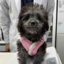 강동큰숲동물병원 이미지