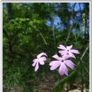 들꽃농장 이미지