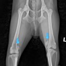 쿠키동물병원 이미지