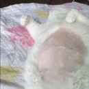 울산 강일웅고양이메디컬센터 이미지