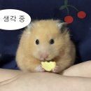 사천마라탕 - 의정부시 | 사천마라탕