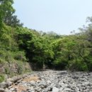 제주 도순리 녹나무 자생지 이미지