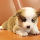 수원-1584 이미지