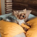 길음동물병원 이미지