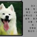 해피컨넬 네이버블로그