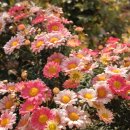 스프링플라워 이미지