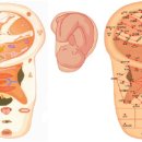 귀건강상담학 이미지