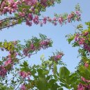 아카시아 이미지