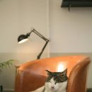 행복한고양이 이미지