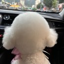 멍멍이 미장원 이미지